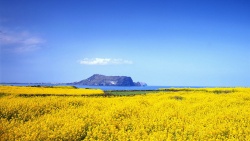 Khám phá nét độc đáo của Jeju Hàn Quốc