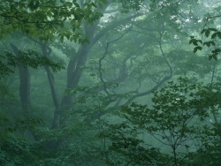 Làm sao để sống sót khi bị lạc vào rừng sâu?