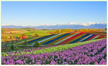 Chương trình Tour Nhật Bản  THAM QUAN HOKKAIDO SAPPORO – ASAHIKAWA – OTARU – TOKYO 6N5Đ
