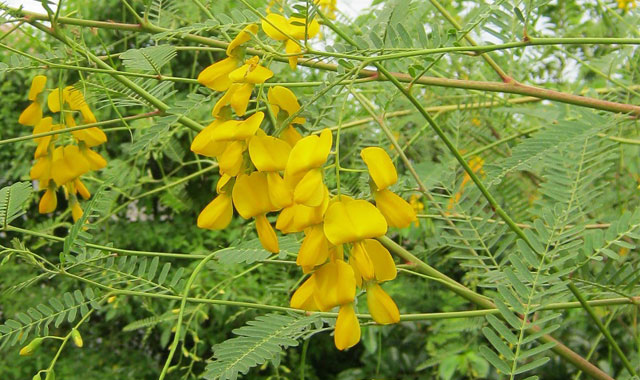 Bông điên điển - Du lịch miền Tây