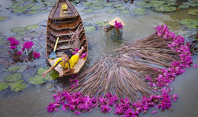Thu hoạch bông súng mùa nước lũ